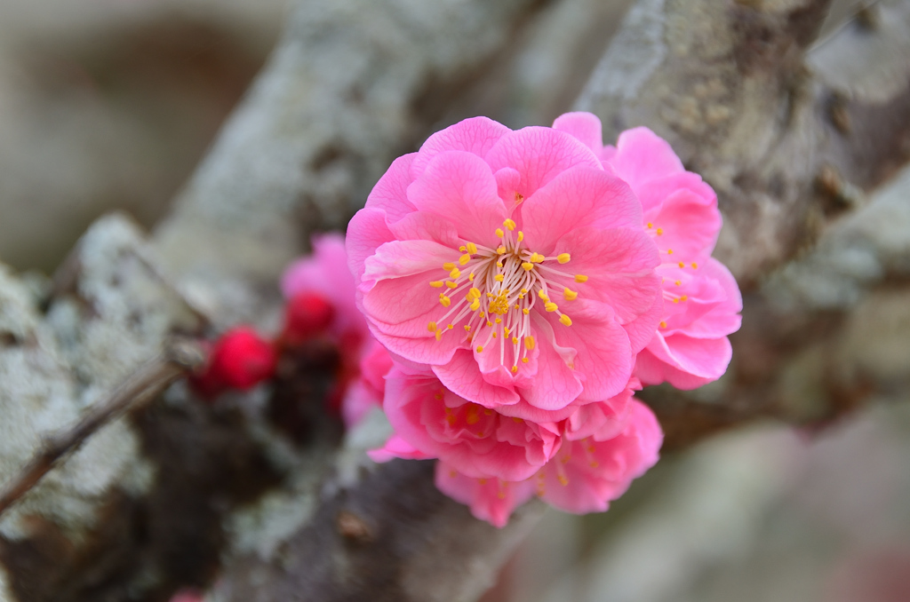 豊前国分寺2022 3月　淡紅梅