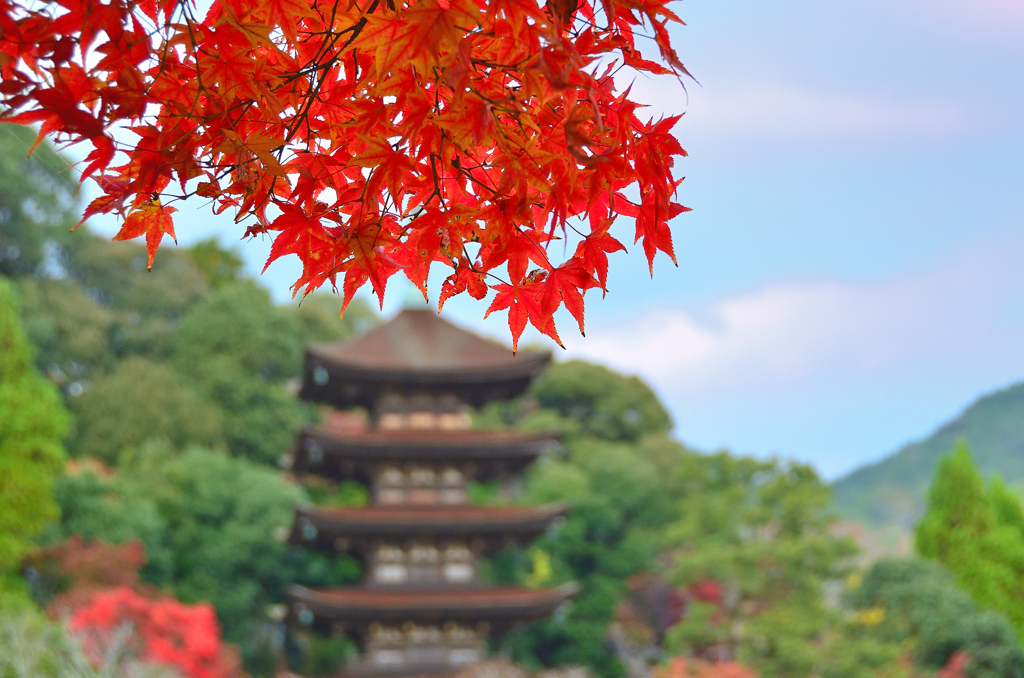 瑠璃光寺2022　11月-2　紅葉と五重塔