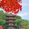 瑠璃光寺2022　11月-2　紅葉と五重塔