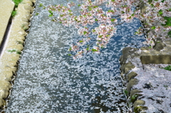 徳力2018　桜の小川1