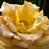 グリーンパーク2022　5月-02　薔薇　バタースコッチ
