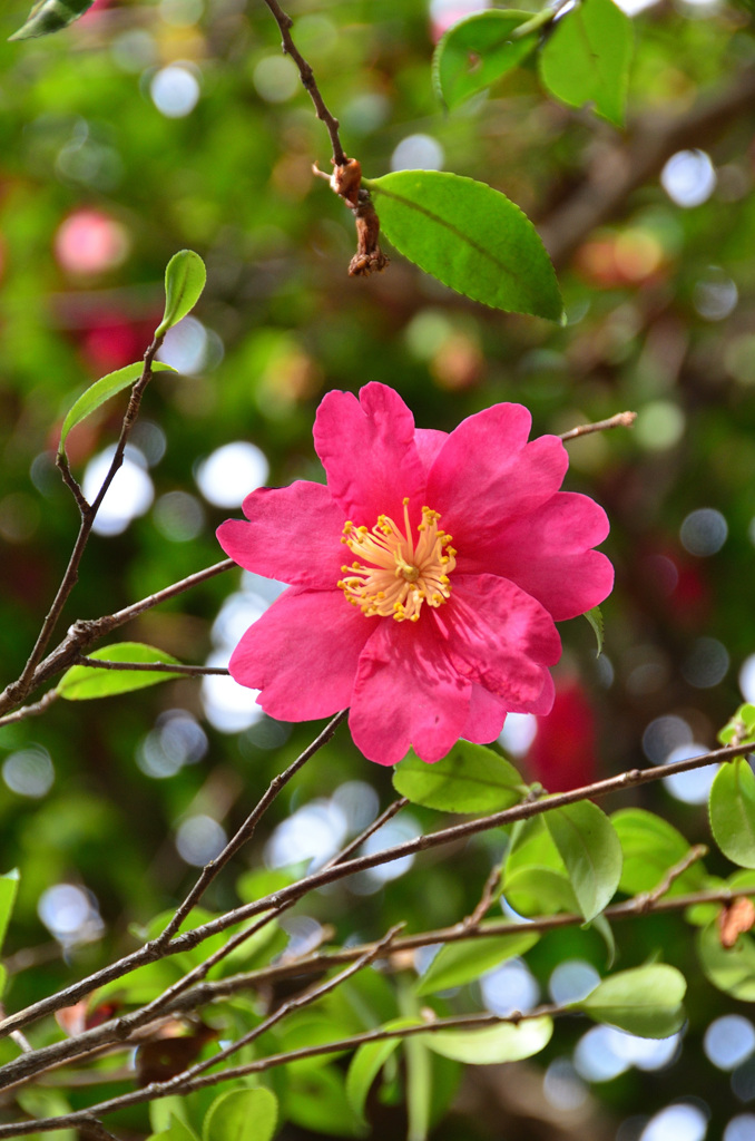 白野江2020　2月　山茶花