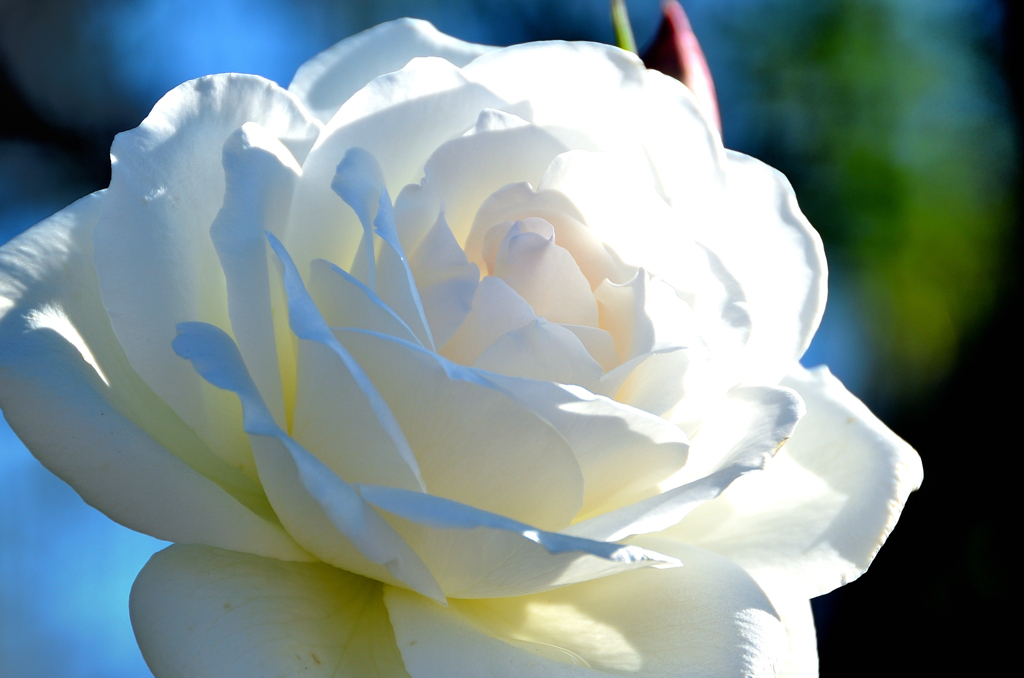 農事センター2023　冬　薔薇　アイスバーグ