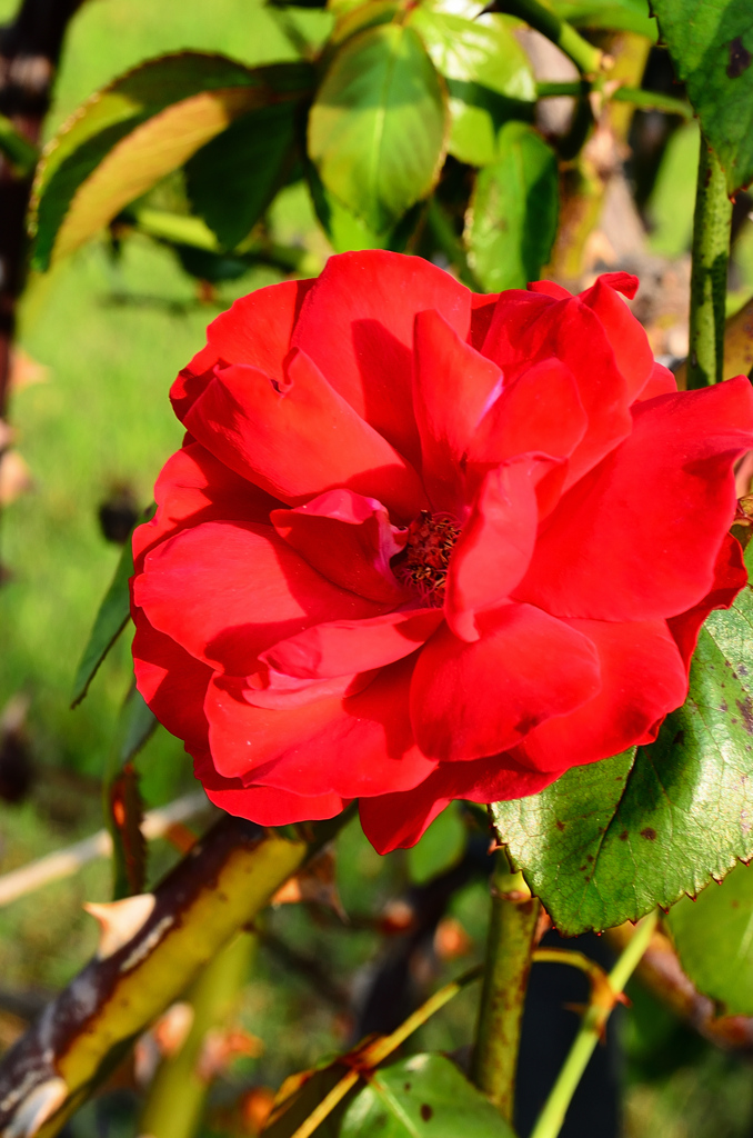 ハウステンボス2020　9月　花　アートガーデン　薔薇②