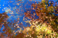 環境芸術の森2020　秋-2　池と落ち葉と青空