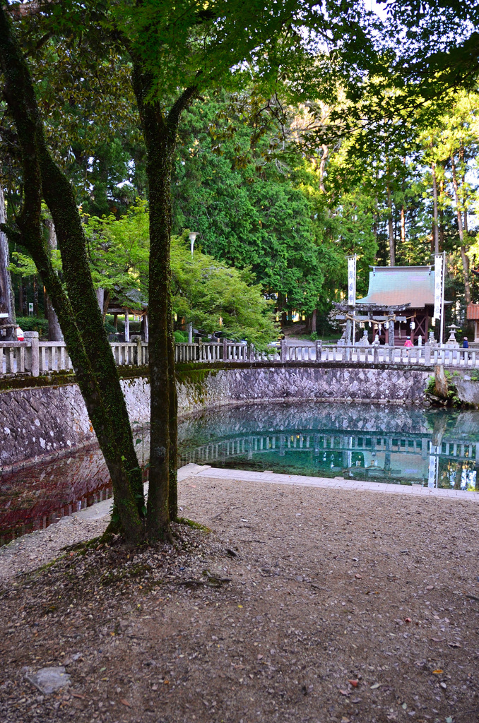 別府弁天池2019　別府厳島神社