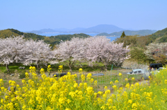 糸島　ゆらりんこ橋2022-8　空と海と桜に菜の花