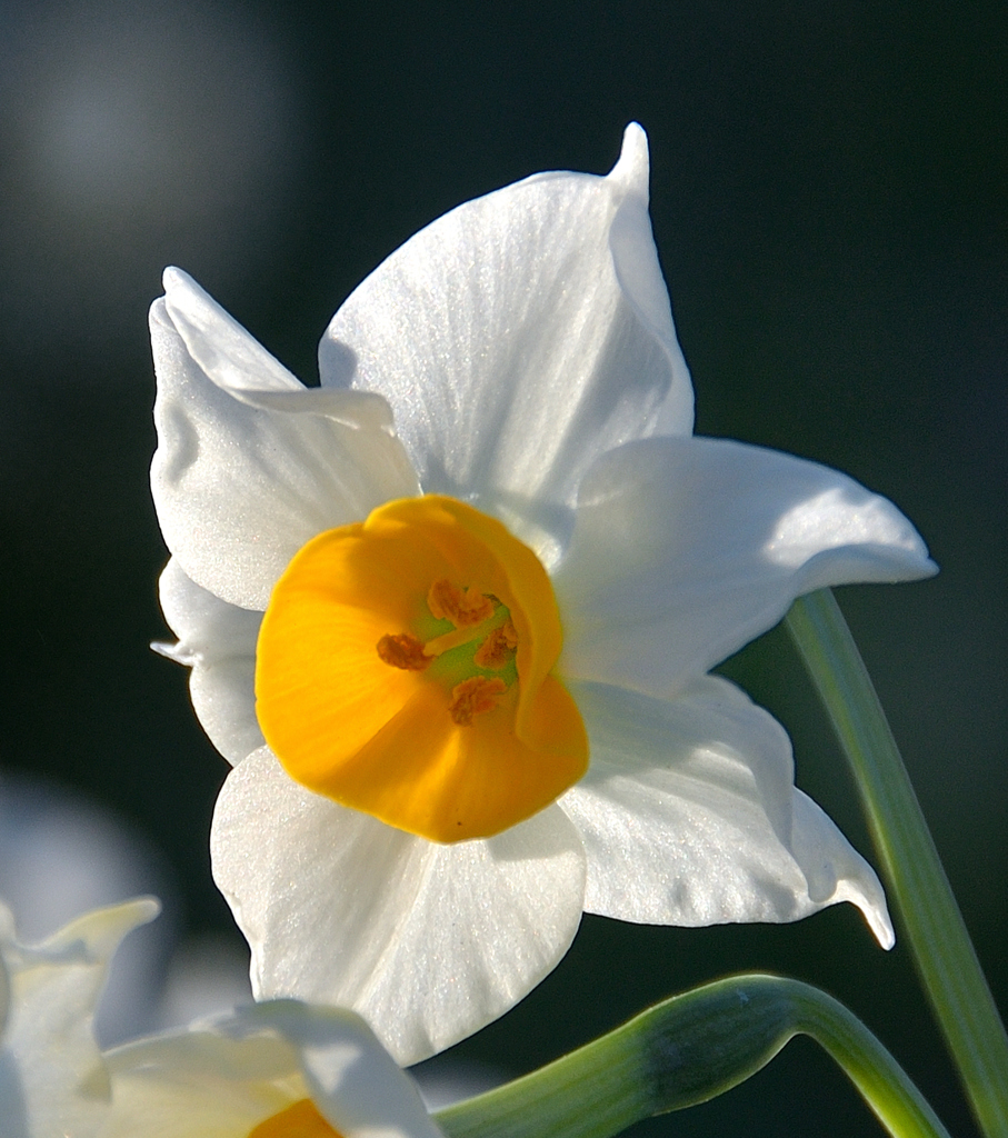 長崎2023　1月-5　水仙の丘②