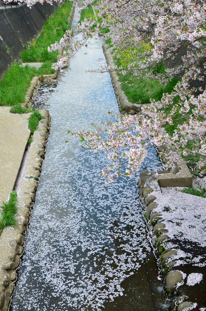 徳力2018　桜の小川3