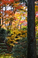 三千院2018-5　有清園　杉木立と紅葉