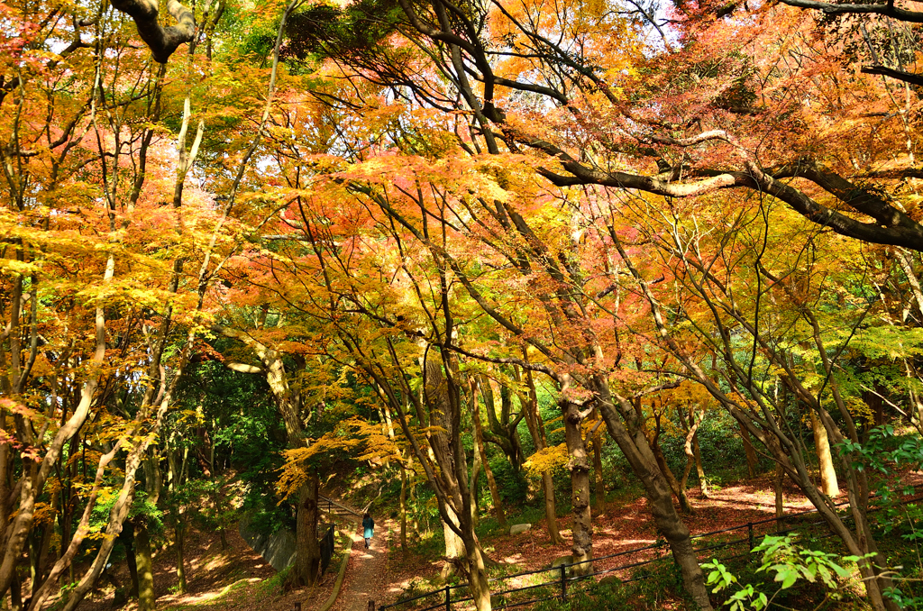 足立公園2020　晩秋　散策