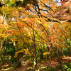 足立公園2020　晩秋　散策