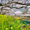 採銅所駅2022-5　菜の花に桜とプラットホーム