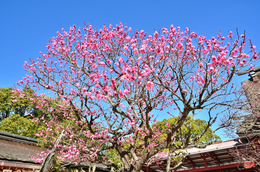 太宰府天満宮2021　2月　紅梅