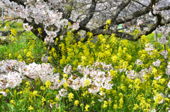 採銅所駅2022-4　桜と菜の花①