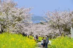 糸島　ゆらりんこ橋2022-4　海と桜と菜の花　