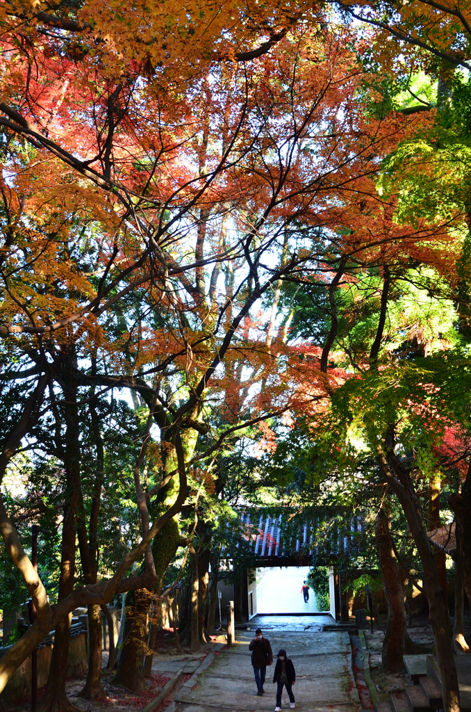 功山寺2021　秋-1　山門より総門