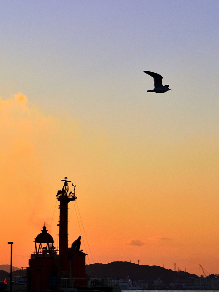 門司港2022　黄昏とウミネコ