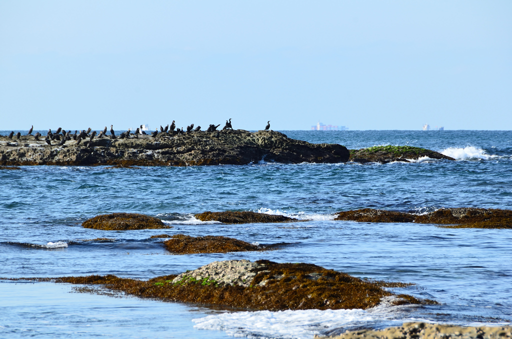 狩尾岬2021　1月-1　千畳敷　海鳥集合