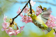 白野江2022　3月-09　河津桜