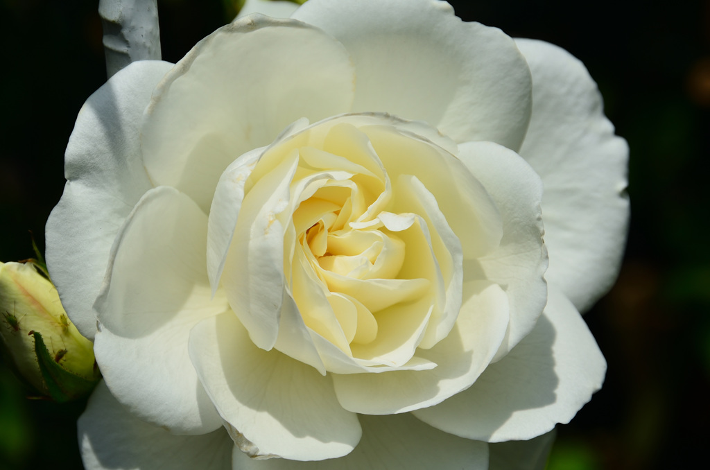 バルコニー2020　5月　薔薇③