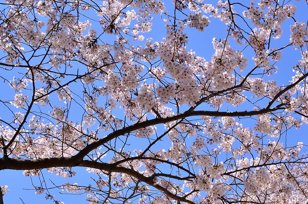 森林公園2019　ソメイヨシノ＆青空