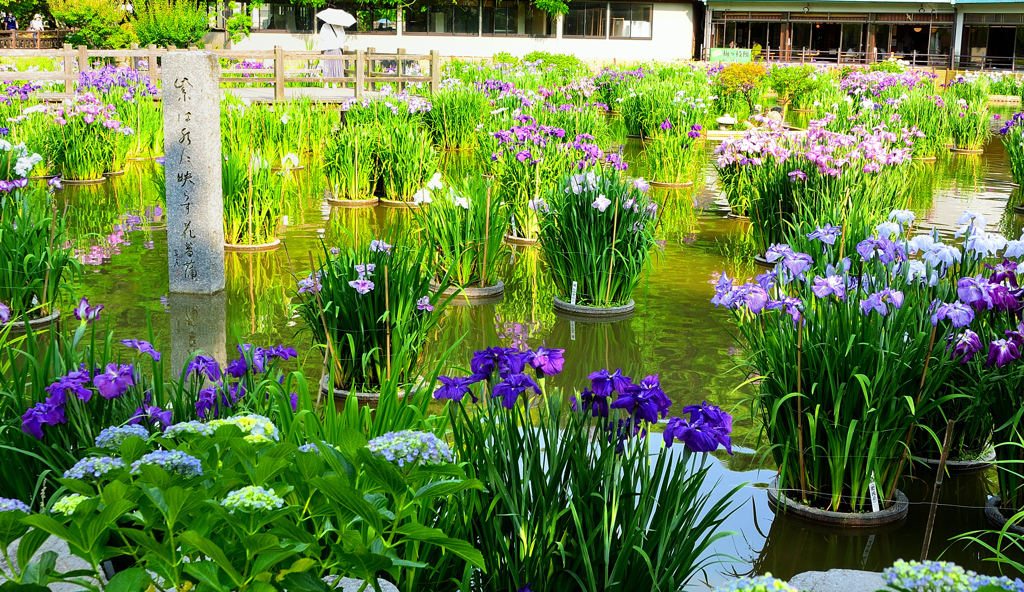 太宰府天満宮2022　菖蒲池　花菖蒲①