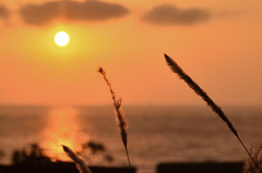 櫻井二見が浦2022　6月-1　夕陽と浜辺の雑草