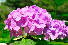 千光寺2021　6月-6　輝く紫陽花