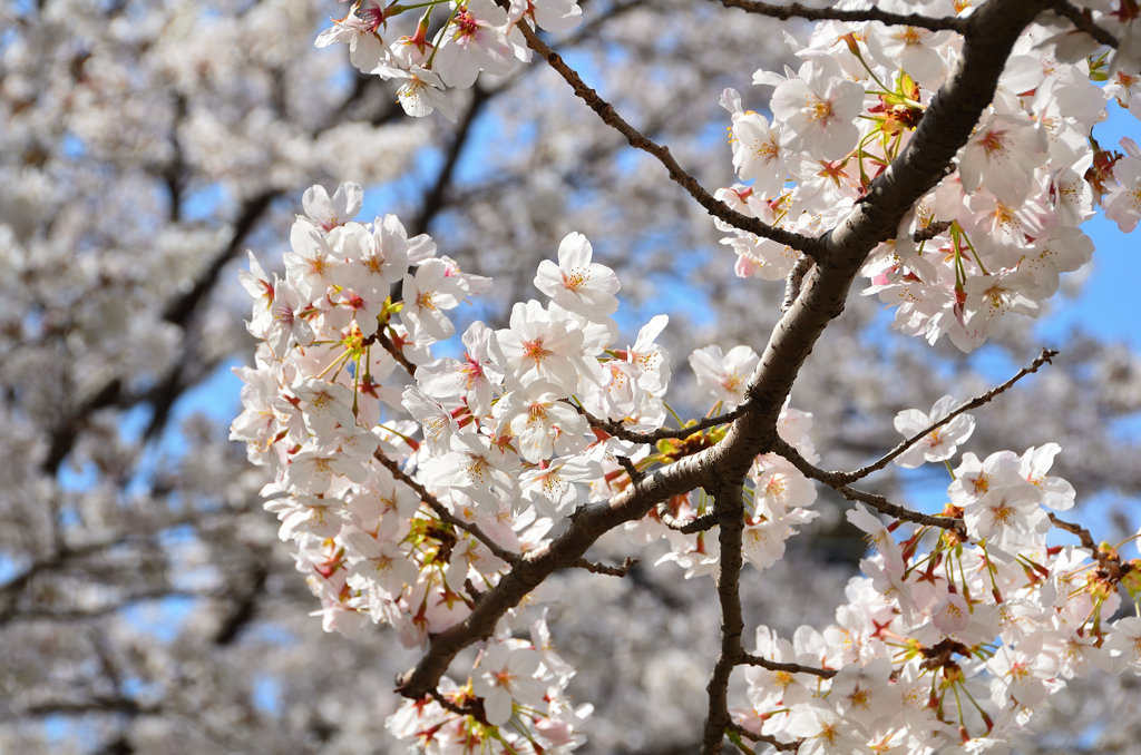 小倉城2021　3月　下屋敷庭園　桜②