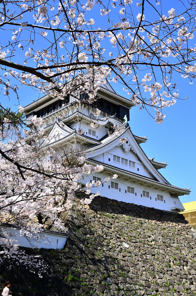 小倉城2021　3月-2　桜と天守③