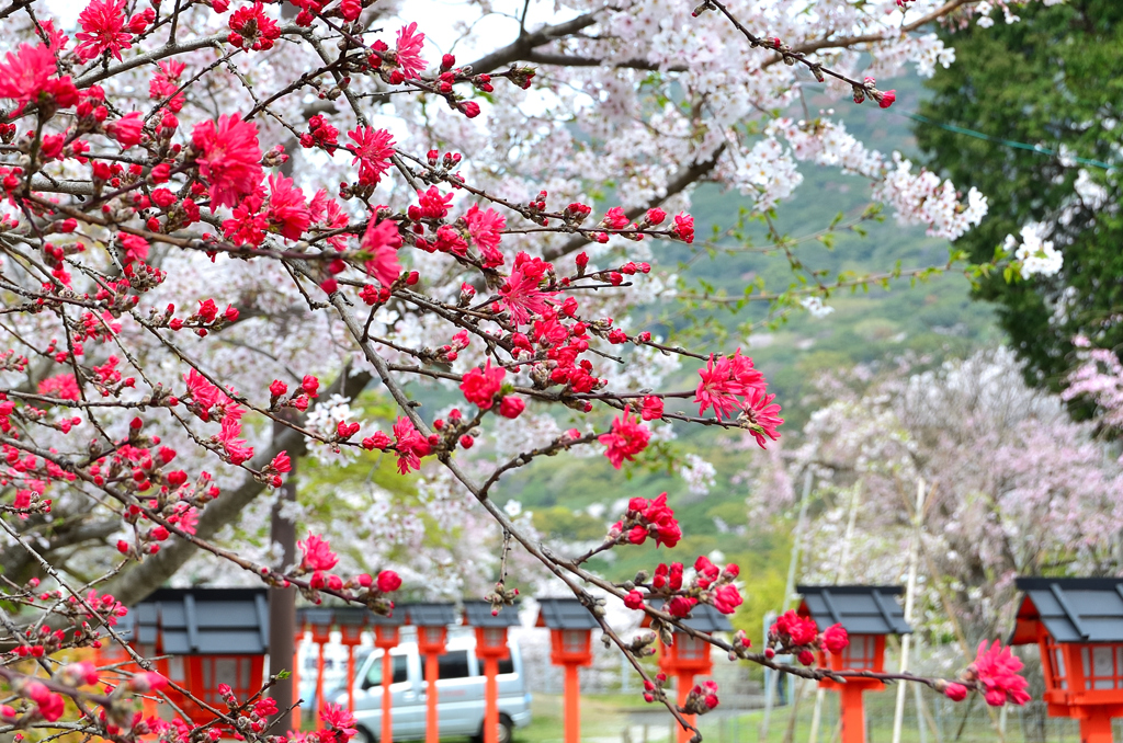 足立山妙見宮2023　春　菊桃に桜と灯籠