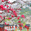 足立山妙見宮2023　春　菊桃に桜と灯籠
