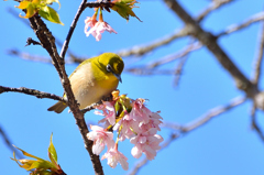 白野江2022　2月-4　白山旗桜と？