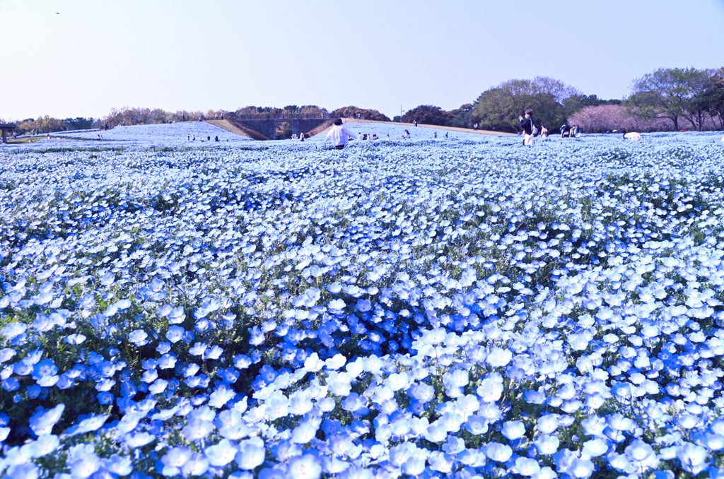 海の中道海浜公園2022-2　ネモフィラの海