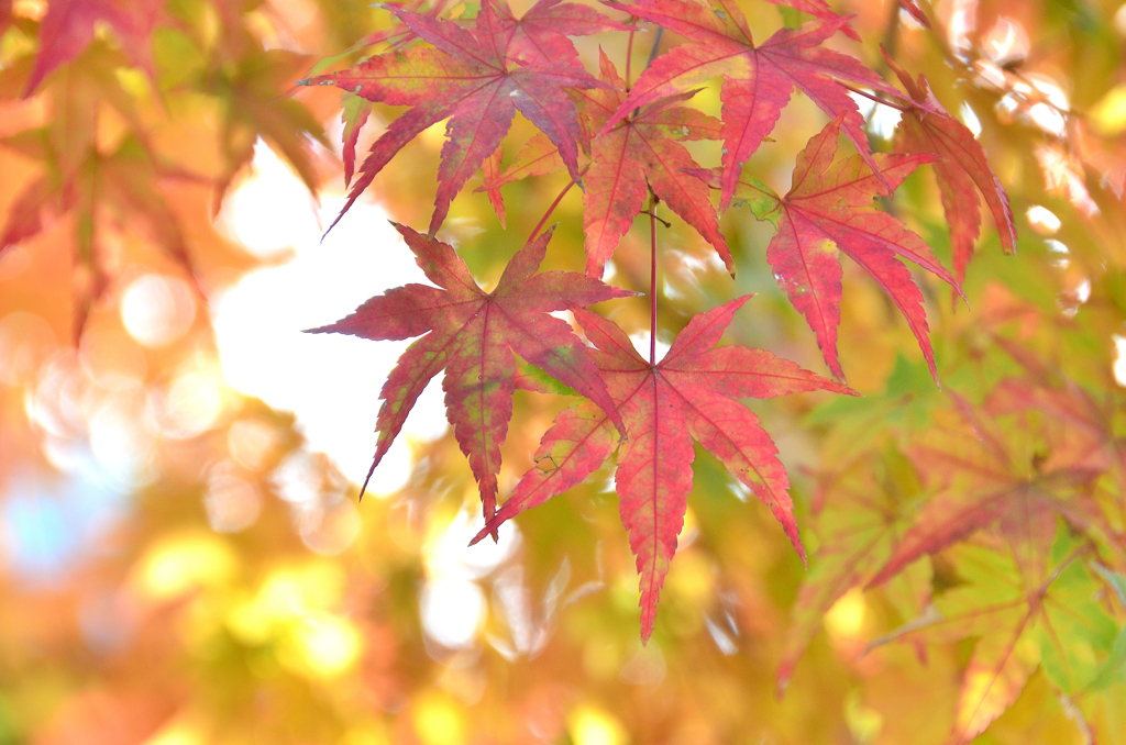 渓石園2022　11月-3　もみじ②