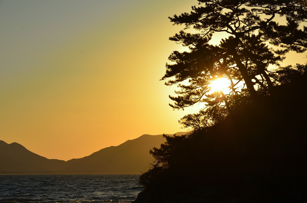 洞山2021　2月-5　夕陽に松