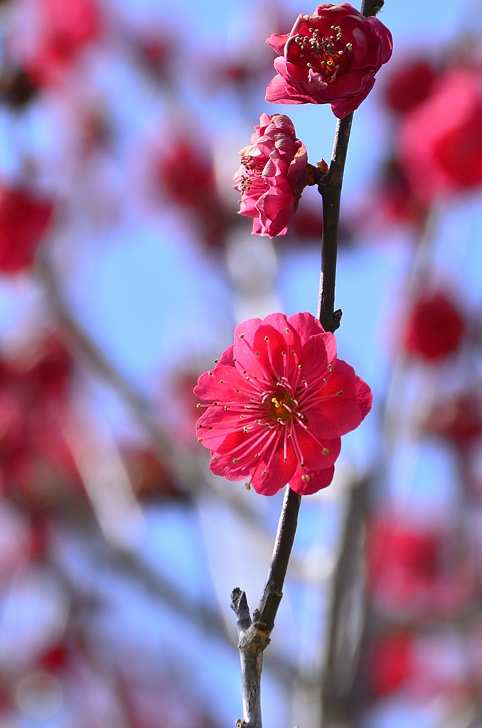 綱敷天満宮2022　2月　紅梅