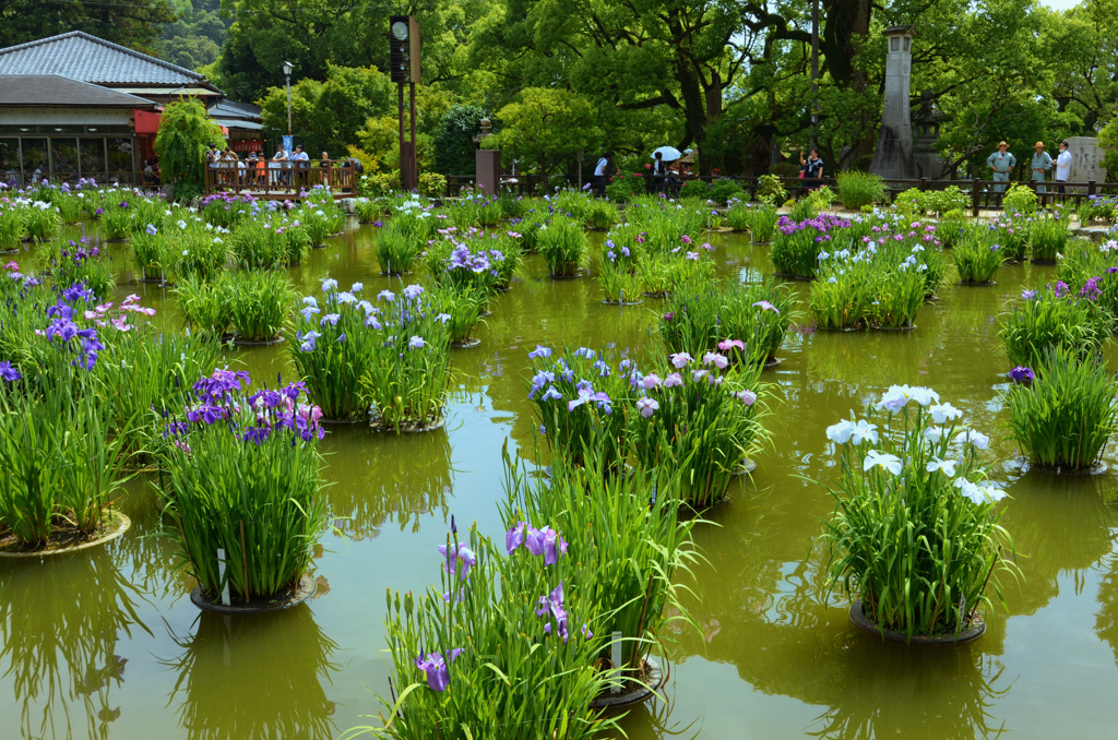 太宰府天満宮2018-2　6月　菖蒲池　花菖蒲①