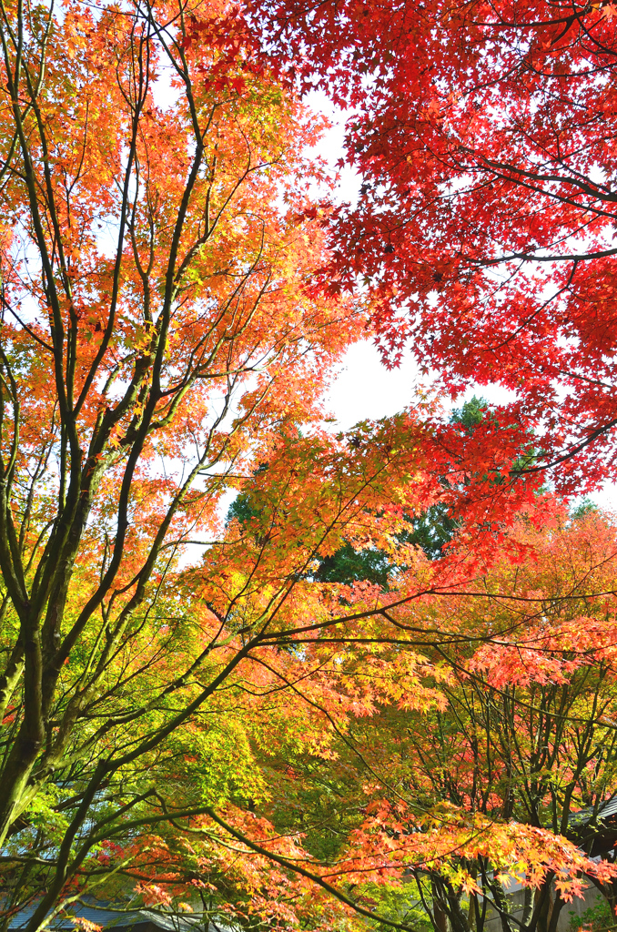 呑山観音寺2021　11月-1　秋模様①