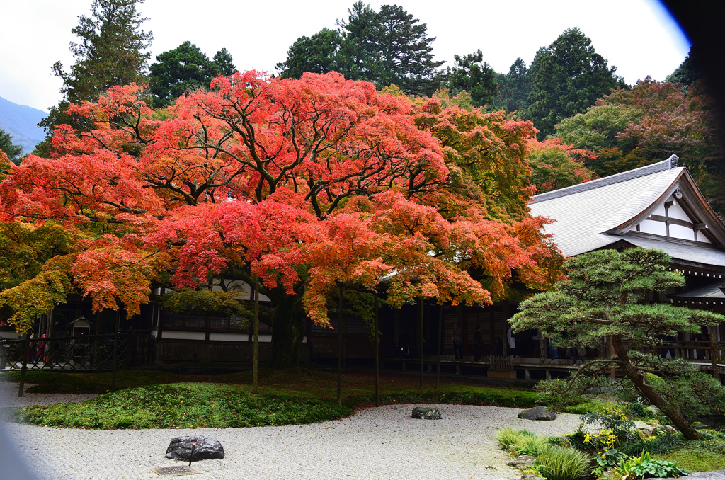 雷山千如寺2019　11月　大楓①