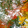 清水寺本坊庭園2022　秋　紅葉天井