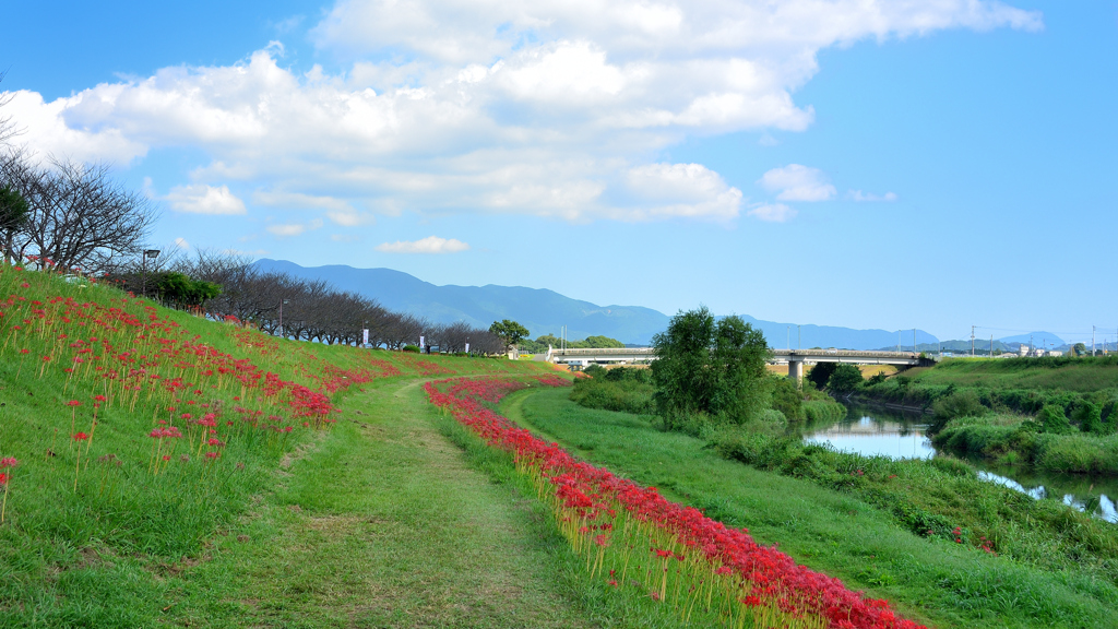 犬鳴川河川公園2023-1　土手の曼殊沙華