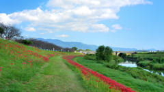 犬鳴川河川公園2023-1　土手の曼殊沙華