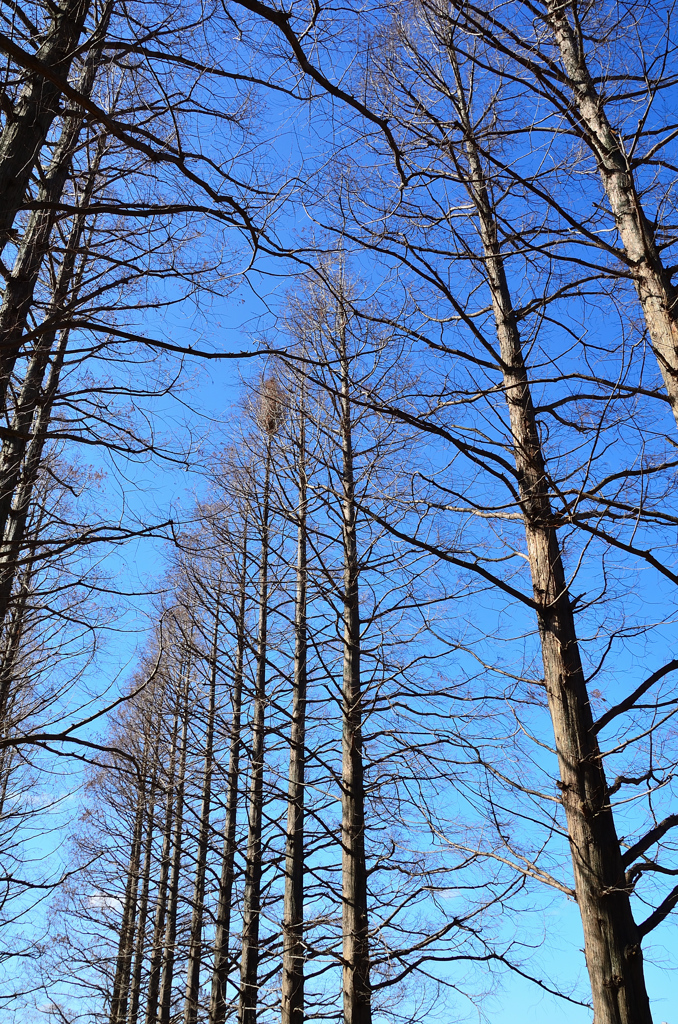 農事センター2021　2月　青空＆メタセコイア並木