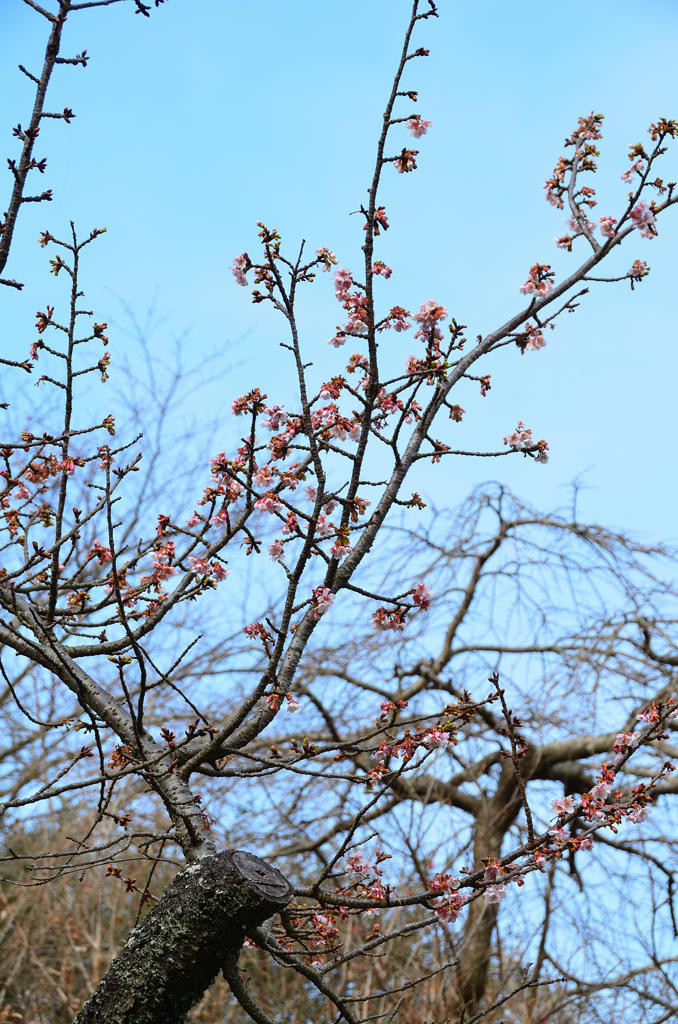 白野江2021　1月-2　寒桜＆青空　