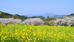 糸島　ゆらりんこ橋2022-3　海と桜と菜の花