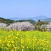 糸島　ゆらりんこ橋2022-3　海と桜と菜の花