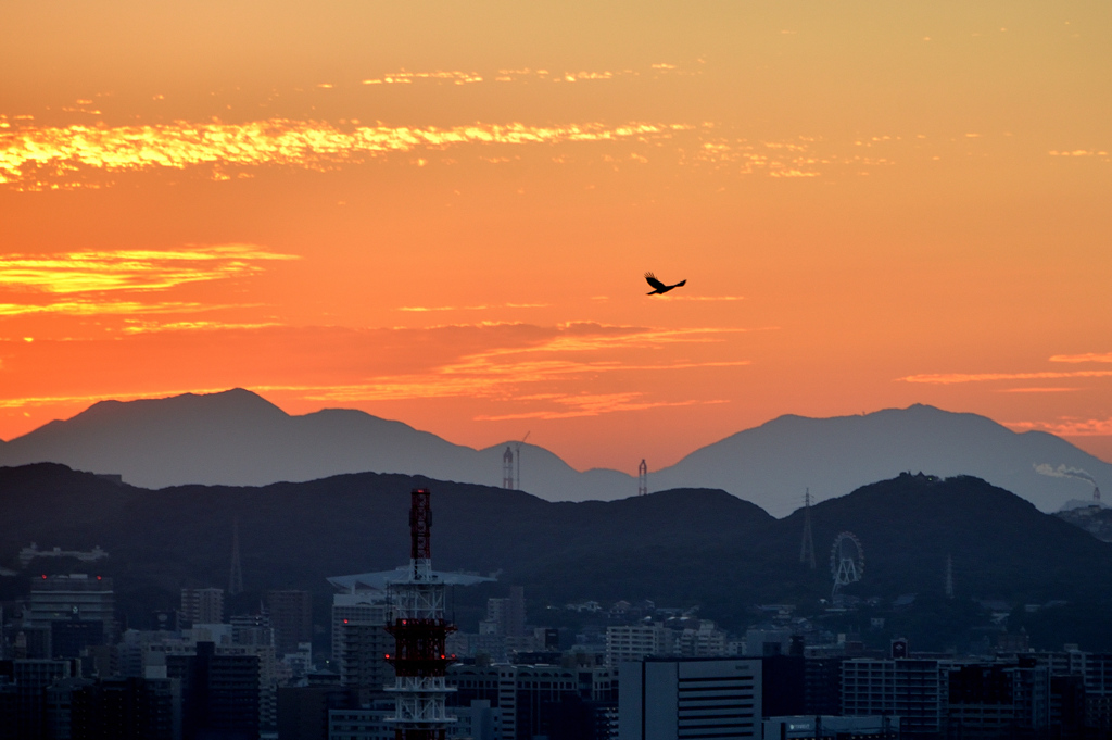 Ｋ市2021　10月-4　カラスと都市の夕焼け