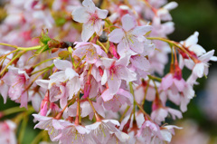 白野江2020　2月　寒桜①